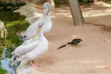 Pelicans and Moorhen Near Pond With Fish