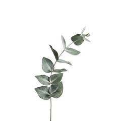 Eucalyptus Branch Elegance: Minimalist Botanical Portrait Against a Dark Backdrop