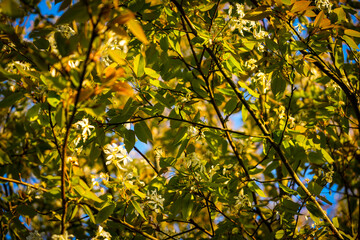 Tree branches close up 4K
