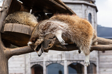 Cute fluffy raccoon sleeps on a branch in a zoo with its head and paws hanging down