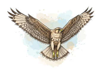 Flying Hawk Watercolor Art – Soaring Bird of Prey Illustration – Elegant Falcon Nature Painting – Wildlife Raptor Wall Decor – Hand-Drawn Flight Design

