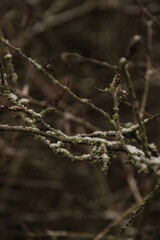 frozen tree branches