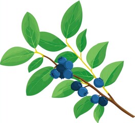 Blueberry branch with leaves