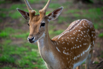 Female sika deer in the wild against the background of green grass, close-up.