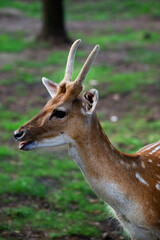 Female sika deer in the forest. Vertical orientation.