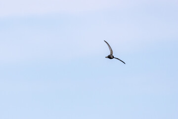 Common Swift (Apus apus) in flight over Bull Island, Dublin – coastal urban wetlands