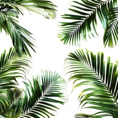 Tropical palm fronds arranged on a white background