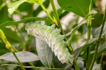 Elephant butterfly larvae or attacus atlas larvae on green leaves