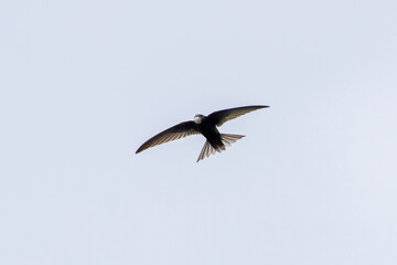 Common Swift (Apus apus) in flight over Bull Island, Dublin – coastal urban wetlands