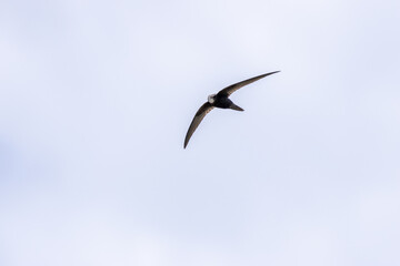 Common Swift (Apus apus) in flight over Bull Island, Dublin – coastal urban wetlands