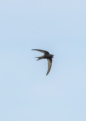 Common Swift (Apus apus) in flight over Bull Island, Dublin – coastal urban wetlands