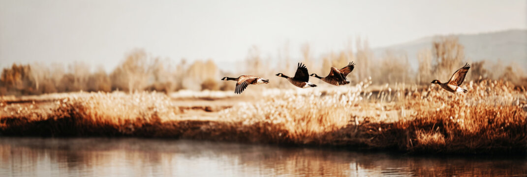 Geese glide gracefully over a tranquil river reflecting the warm hues of autumn foliage as golden reeds sway gently in the cool breeze during sunset - Powered by Adobe