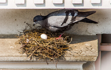 The story of a pigeon who made a nest and laid eggs  © Sanoyatra
