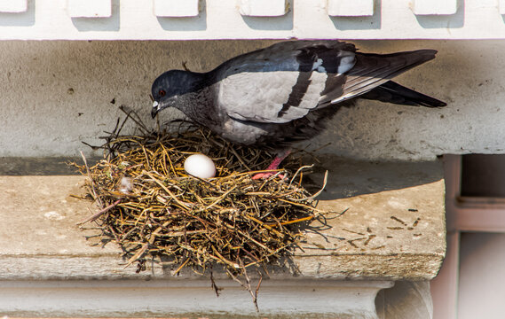The story of a pigeon who made a nest and laid eggs 