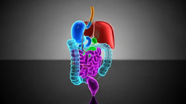 3D anatomical model showcasing human digestive system organs, including liver, stomach, intestines, and gallbladder, rendered in vibrant colors against a dark background.