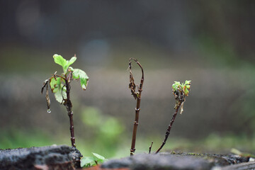 Three young saplings emerge from a dark, wet log in a misty forest. They are fragile and resilient, symbolizing new beginnings.