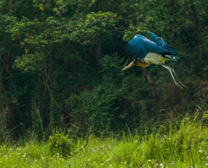 Greater adjutant in chitwan national  park 