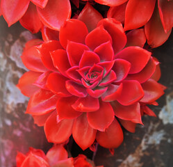 red miniature succulent plants in a planter