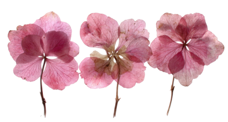 Three pressed, light pink hydrangea blossoms, arranged horizontally.  Petal details visible.  Pale, faded tones