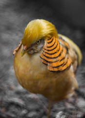 The Golden Pheasant bird in zoo 