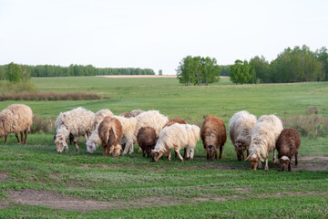 Fototapeta premium Flock of sheep grazing on green meadow in rural countryside landscape during spring. concept of rural farming