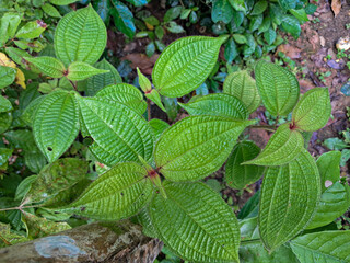Vibrant Green Leaves with Distinctive Ridged Texture in a Tropical Rainforest