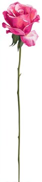 Single pink rose with long stem