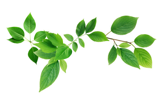 Green Leaves