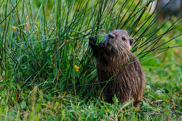 un tout jeune ragondin (myocastor) se nourrit sur la berge