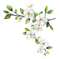 Obraz premium Watercolor White Blossom Branch Vector with Transparent Background and Floral Design