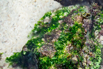 Green algae and plankton on the surface of a rock underwater in a lake