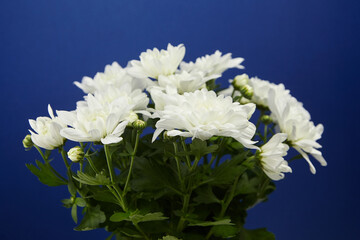 White chrysanthemums in a vibrant blue vase, showcasing delicate petals and lush green leaves,...