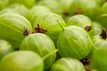 Fresh green gooseberries with smooth skin and delicate texture, clustered together, showcasing vibrant color and natural beauty in a close-up composition