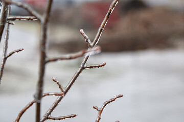 Branches of a tree covered in glistening ice droplets, showcasing the beauty of freezing rain, with blurred background elements creating a serene winter atmosphere