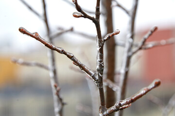 Close-up view of ice-coated tree branches glistening in the light, showcasing the intricate details of nature during a freezing rain event, emphasizing winter's beauty and fragility