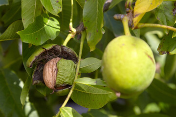 Green pericarp of walnut fruit, showcasing the outer shell and inner nut, surrounded by lush green leaves, highlighting the natural growth process and agricultural beauty