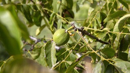 Green walnut pericarp hanging on a branch surrounded by lush green leaves, showcasing the natural beauty and growth of this unique fruit in its environment