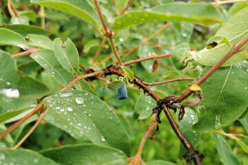 Honeysuckle berry nestled among lush green leaves on a bush, glistening with raindrops, showcasing vibrant colors and natural beauty in a serene garden setting