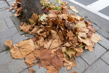 道端に積み上がる落ち葉（Fallen leaves piled up on the roadside）
