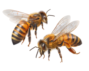 3D realistic honey bee and queen bee isolated on a transparent background, cutout in PNG file