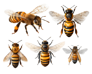 Set of various bees