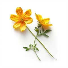 Fototapeta premium Two vibrant yellow flowers, with orange-yellow centers and green leaves, arranged on a white background
