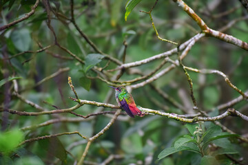 Vibrant green and red hummingbird resting on moss-covered branch in rainforest
