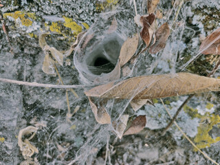 Hollow of spider house covered with spider web