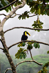 Yellow-throated toucan perched in cecropia tree in authentic jungle setting