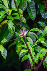 Small tropical songbird perched on moss-covered branch in cloud forest