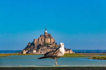 Lovely view of a juvenile European herring gull (Larus argentatus) looking into the camera with the majestic Mont-Saint-Michel, Normandy’s famous tidal island, in the background.
