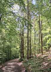 Obraz premium Wild forest in northern Poland.