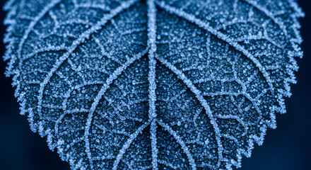 A macro shot of a single leaf covered in intricate frost patterns, highlighting its delicate veins and serrated edge against a dark background.