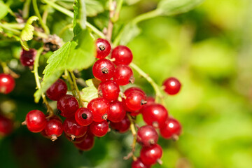 Fresh red currants hanging from green leaves, showcasing vibrant colors and natural beauty, perfect for culinary use or healthy lifestyle imagery with copy space